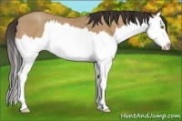 Horse Color:Amber Champagne Splash 