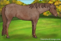 Horse Color:Chestnut Appaloosa
