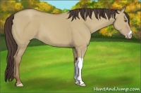 Horse Color:Classic Champagne Dun 