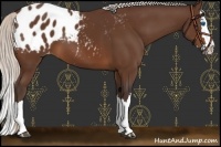 Horse Color:Silver Brown Sabino Splash Appaloosa 