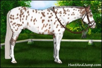 Horse Color:Silver Bay Sabino Near Leopard 