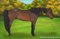 Horse Color:Brown 