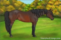 Horse Color:Brown 