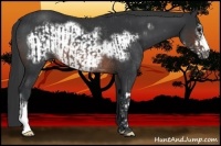 Horse Color:Brown Rabicano  and Brown Frame Rabicano 