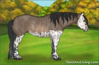 Horse Color:Brown Dun Rabicano and Brown Dun Splash Rabicano