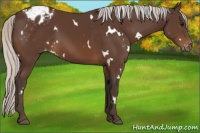 Horse Color:White Spotted Silver Brown Appaloosa 