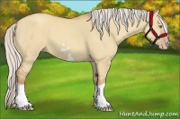 Horse Color:Silver Classic Champagne Dun Splash Frame 