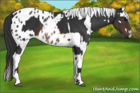 Horse Color:Brown Rabicano and Brown Appaloosa Rabicano