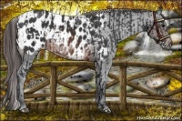 Horse Color:Brown Appaloosa Rabicano and Brown Appaloosa Rabicano