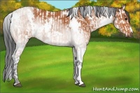 Horse Color:White Spotted Bay Dun and White Spotted Bay