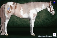 Horse Color:Chocolate Brown Sabino Splash Varnish Rabicano 