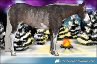 Horse Color:Gray Silver Brown Sabino Rabicano 