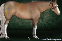 Horse Color:White Spotted Silver Brown Sabino Rabicano