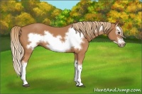 Horse Color:Chestnut Splash Frame