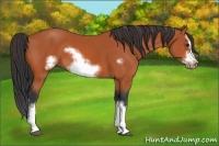 Horse Color:Bay Splash Frame