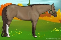 Horse Color:Liver Red Dun 
