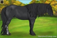Horse Color:Black and Black
