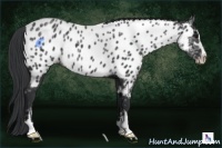 Horse Color:Black Ice Sabino Appaloosa Rabicano