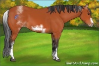Horse Color:White Spotted Bay Frame 