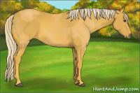 Horse Color:Palomino  and Gray Palomino 