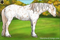Horse Color:Gold Champagne Appaloosa  and Gold Champagne Appaloosa 