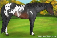 Horse Color:Brown Rabicano and Brown Blanket Rabicano