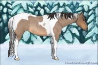 Horse Color:Buckskin Roan Tobiano Rabicano
