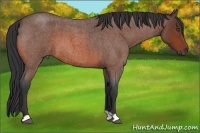 Horse Color:Bay Roan 