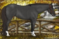 Horse Color:Liver Red Roan 