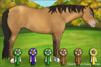 Horse Color:Gray Amber Cream Champagne 