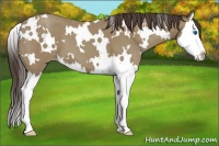 Horse Color:White Spotted Classic Champagne Splash 