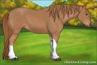 Horse Color:Chestnut Tobiano