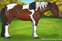 Horse Color:Bay Tobiano