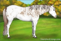 Horse Color:Red Dun Splash Appaloosa  and Red Dun Splash Appaloosa Rabicano 