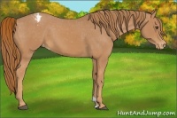 Horse Color:Chestnut Appaloosa 