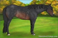 Horse Color:Brown Rabicano and Brown Rabicano