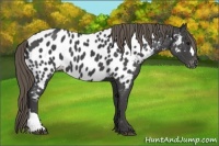 Horse Color:Smoky Black Appaloosa 