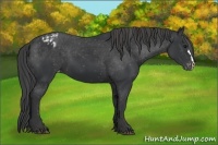 Horse Color:Black Appaloosa