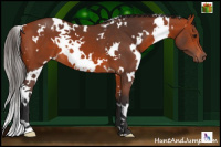 Horse Color:White Spotted Bay 