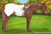 Horse Color:Chestnut Appaloosa 