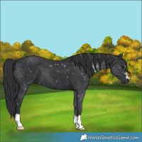 Horse Color:Black 