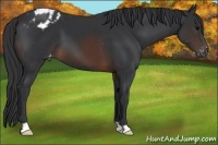 Horse Color:Brown Appaloosa 
