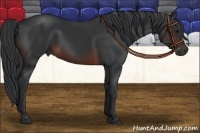 Horse Color:Brown Rabicano 