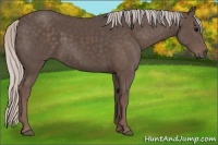 Horse Color:Silver Black