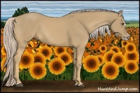 Horse Color:Palomino Splash Frame 