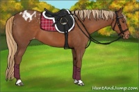 Horse Color:Chestnut Appaloosa 