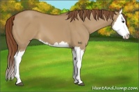 Horse Color:Red Dun Splash 
