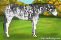 Horse Color:Gray White Spotted Black  and Gray White Spotted Black 