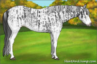 Horse Color:Gray White Spotted Smoky Black and Gray White Spotted Smoky Black