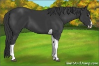 Horse Color:Black Splash Tobiano 